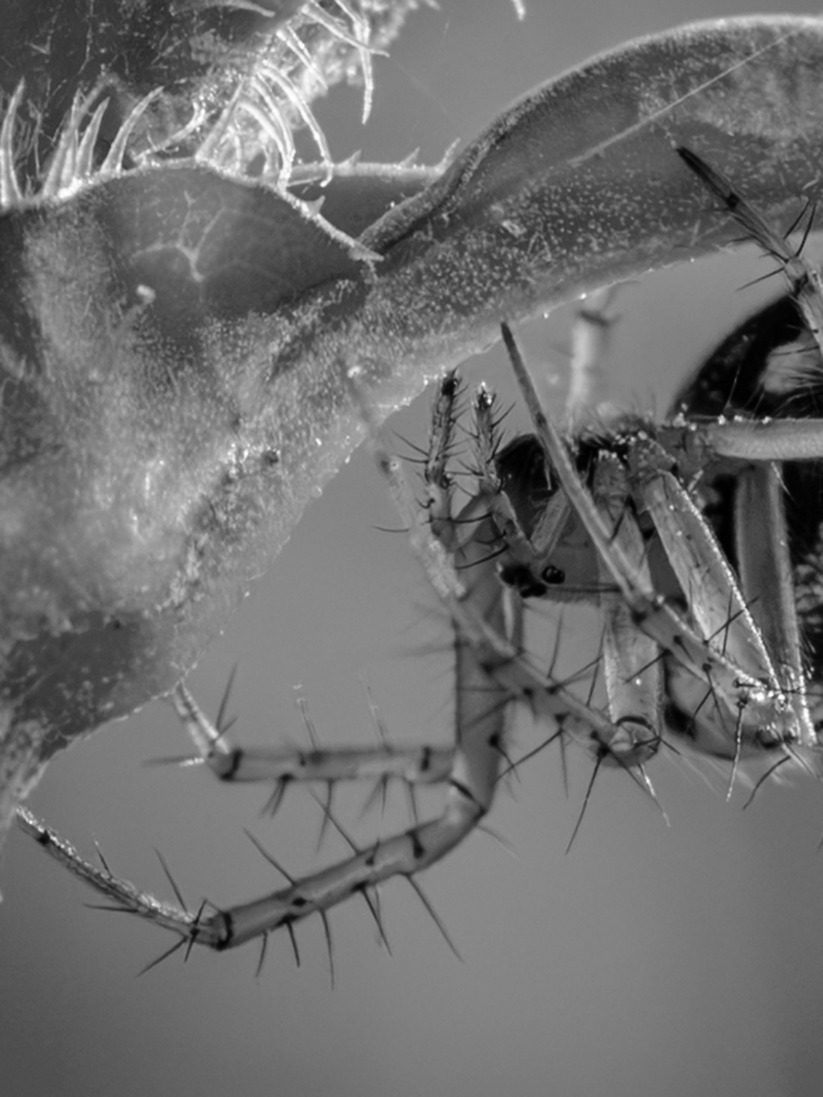 Macro photography